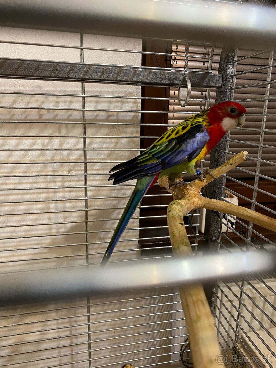 Rozela pestrá -samec - 3