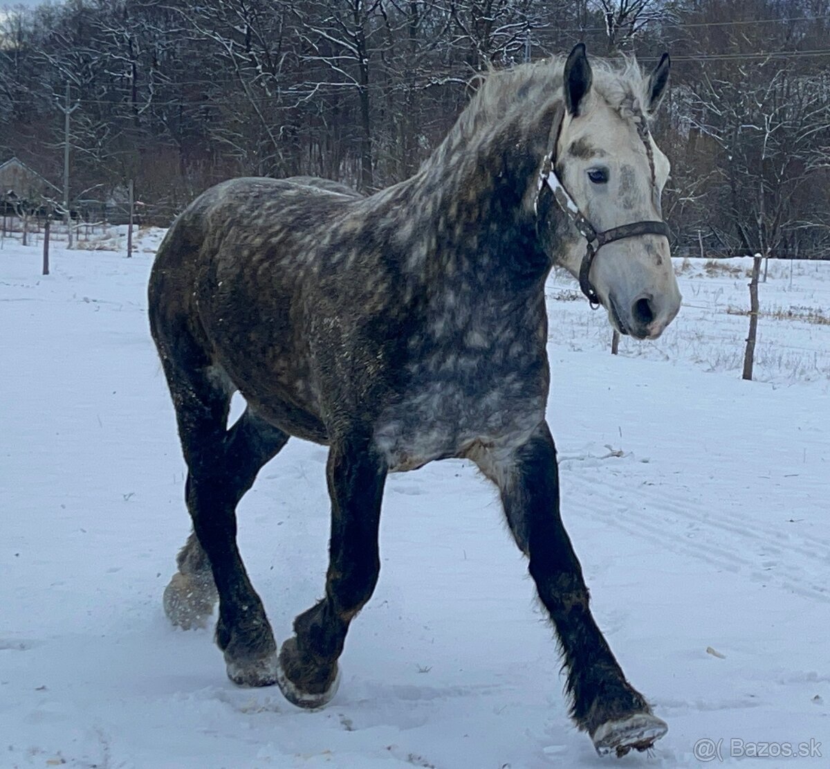 Percheron - 3