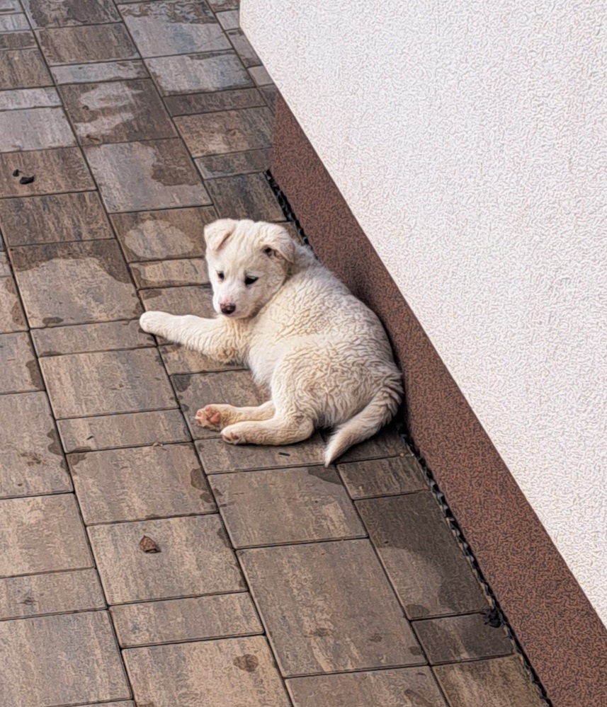 Darujem hrave šteniatka - 3