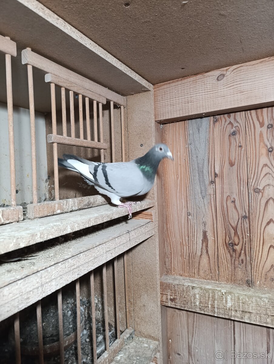 Poštovné holuby - 3