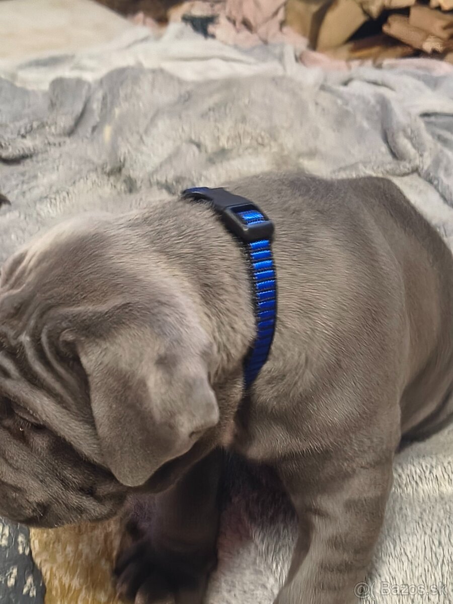 Šteniatka Cane Corso - 3