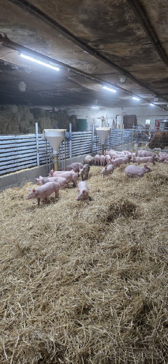 Ponúkam odstavčata cca 30-33kg - 3