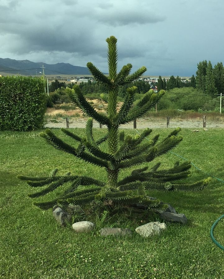 Araukária andská (Araucaria araucana) SEMENÁ - 3