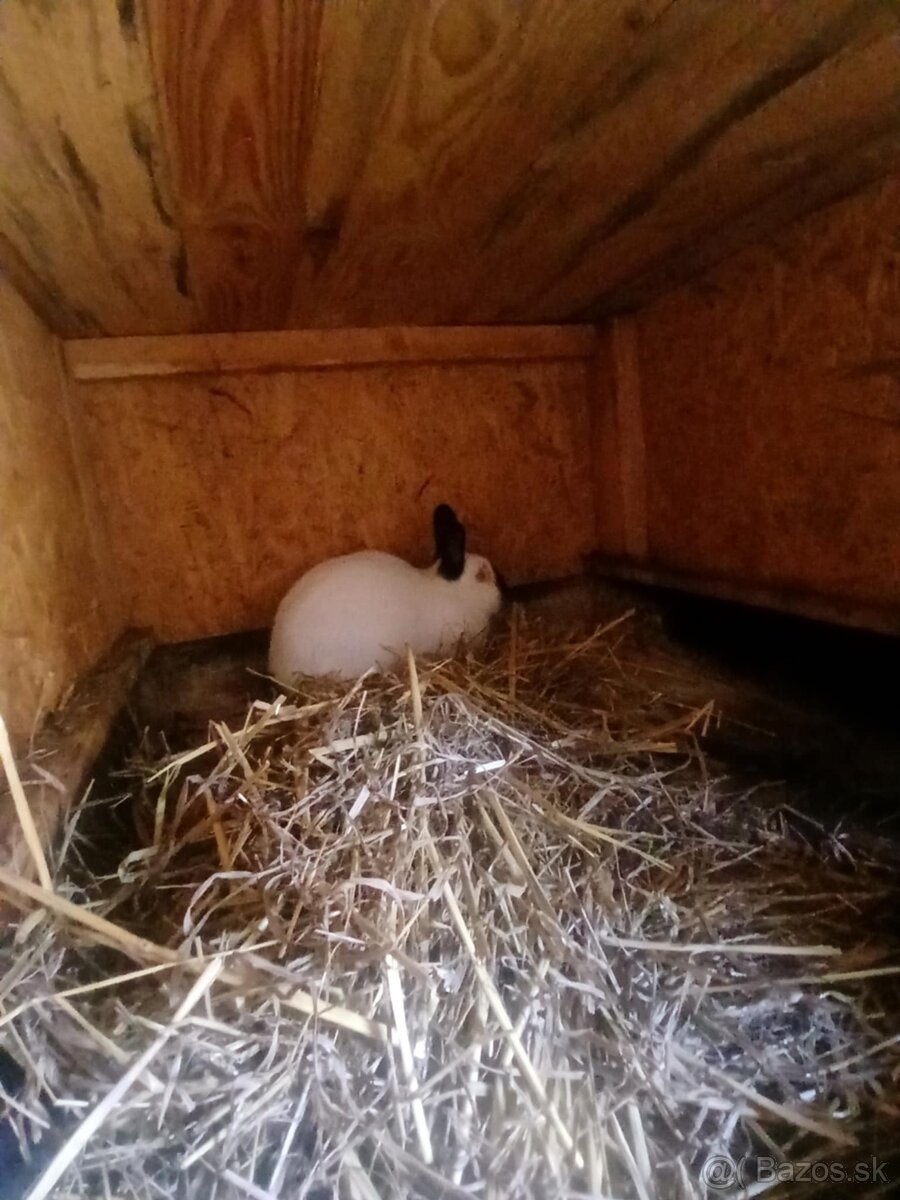 Kalifornske samice - 3