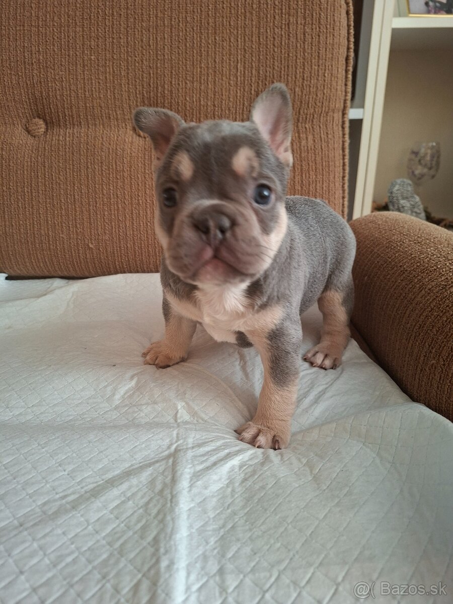 Francúzsky buldoček modrý( lilac) - 3