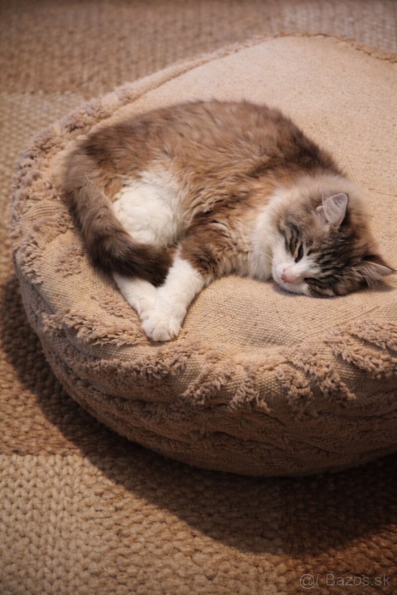 Ragdoll nádherného kocúrika. - 3