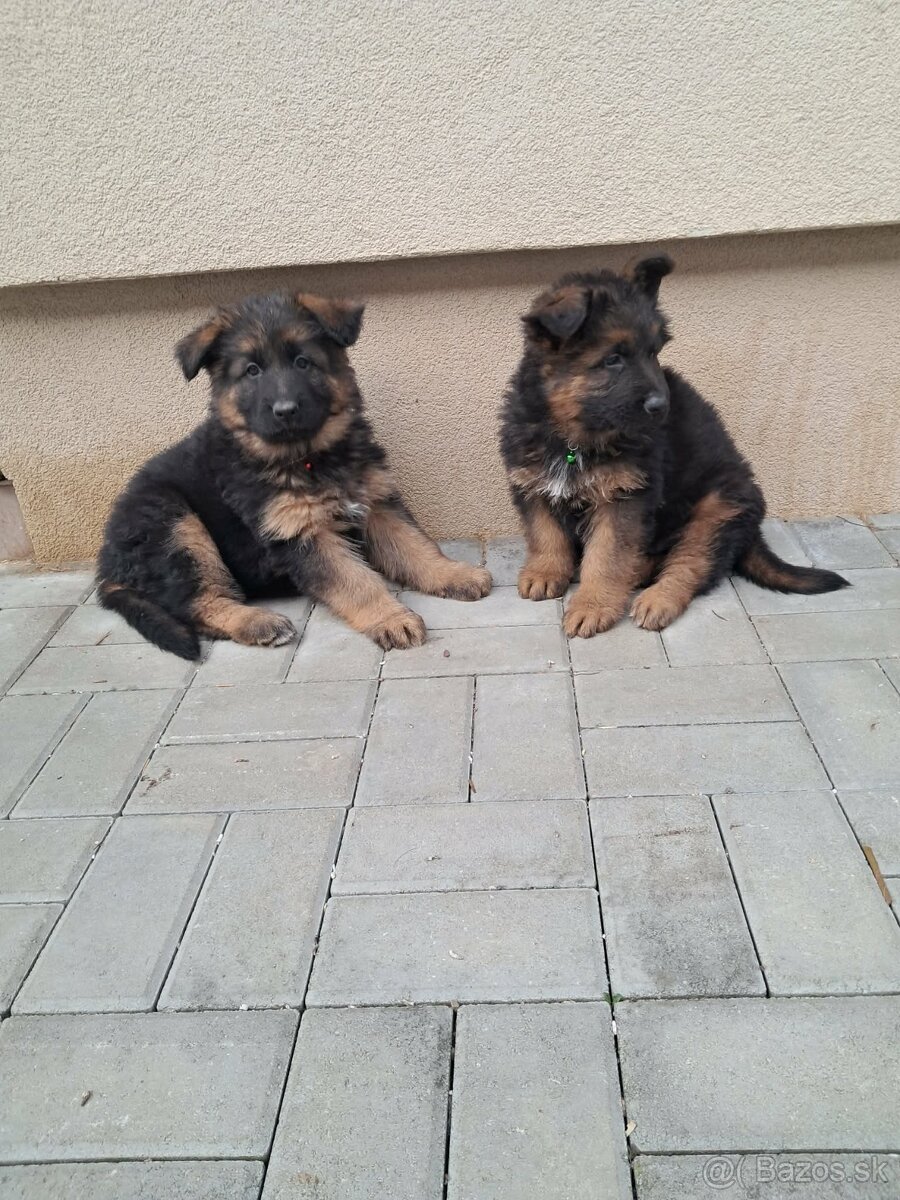 Nemecký ovčiak - 3