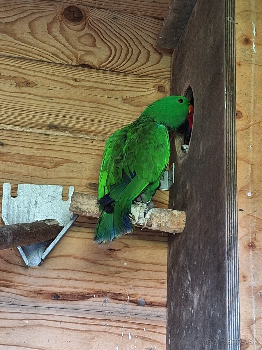 Eklektus polychloros - 3