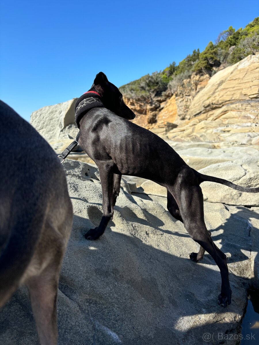 Sučka taliansky chrtik ihned k odberu - 3