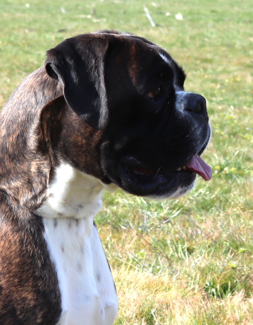 Nemecký Boxer pásikoavý pes na krytie - 3