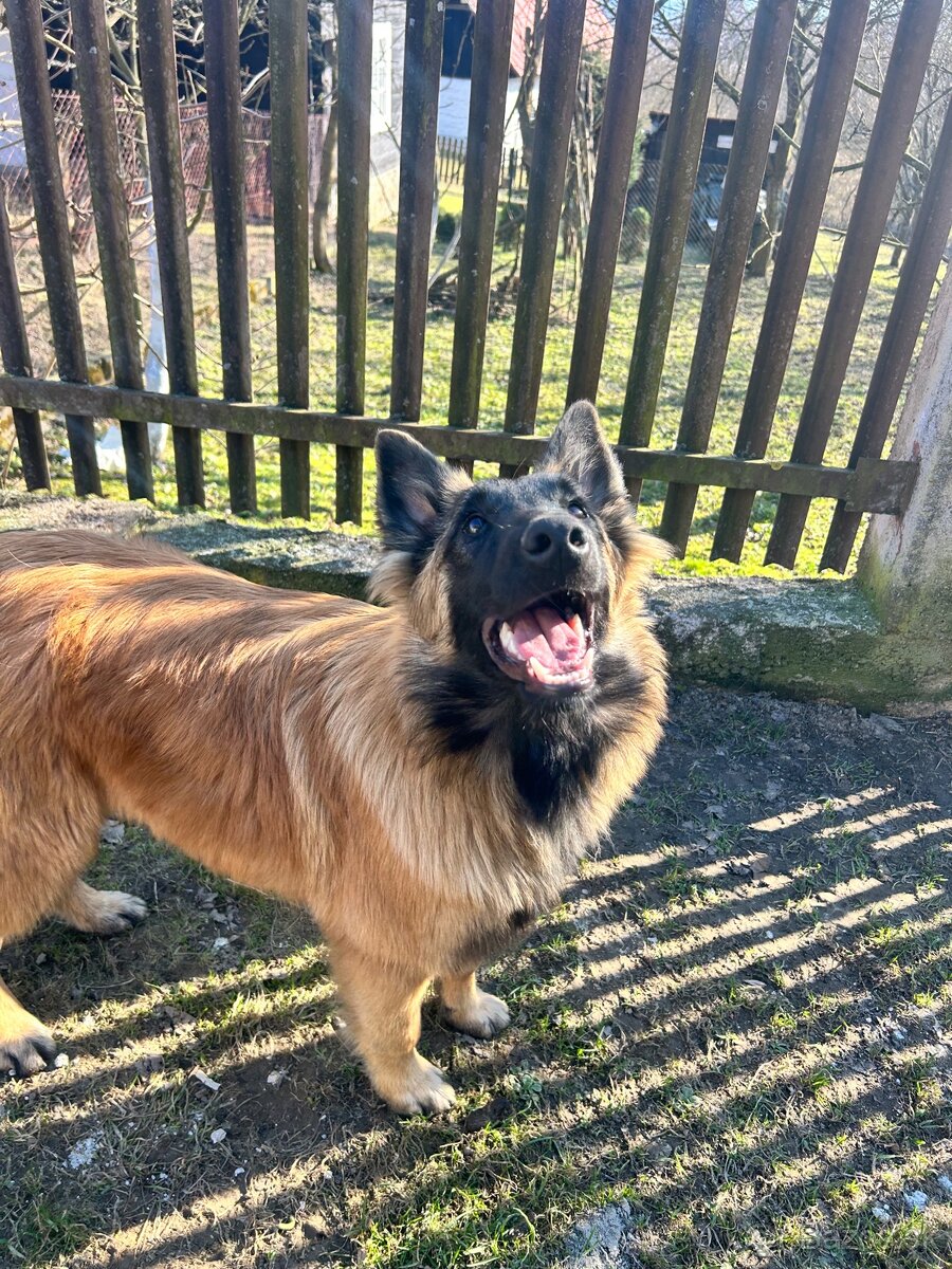 Belgický ovčiak - 3