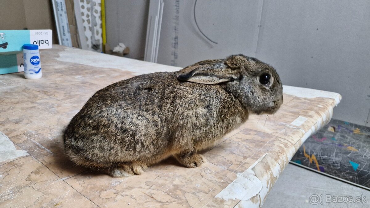 zakrslý králík - samica 8 mesačná - 3