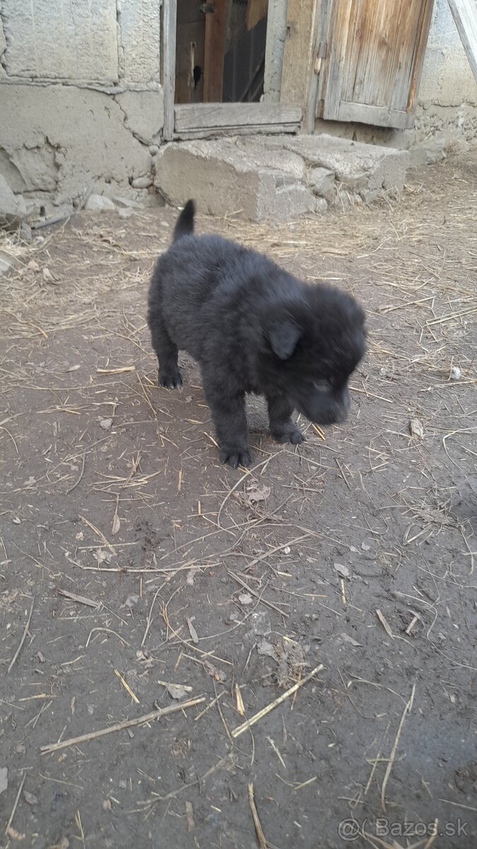 Darujem šteniatka - 3