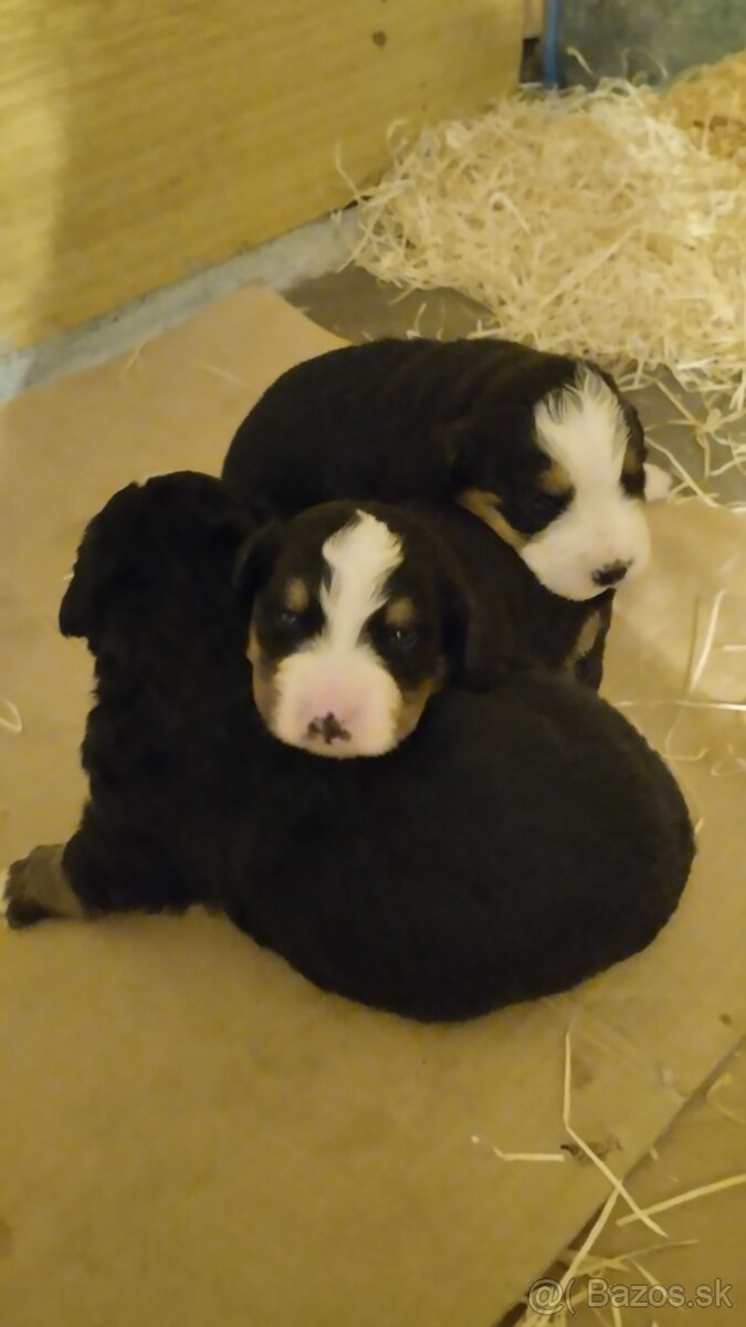 Bernský salašnický pes bez PP - 3