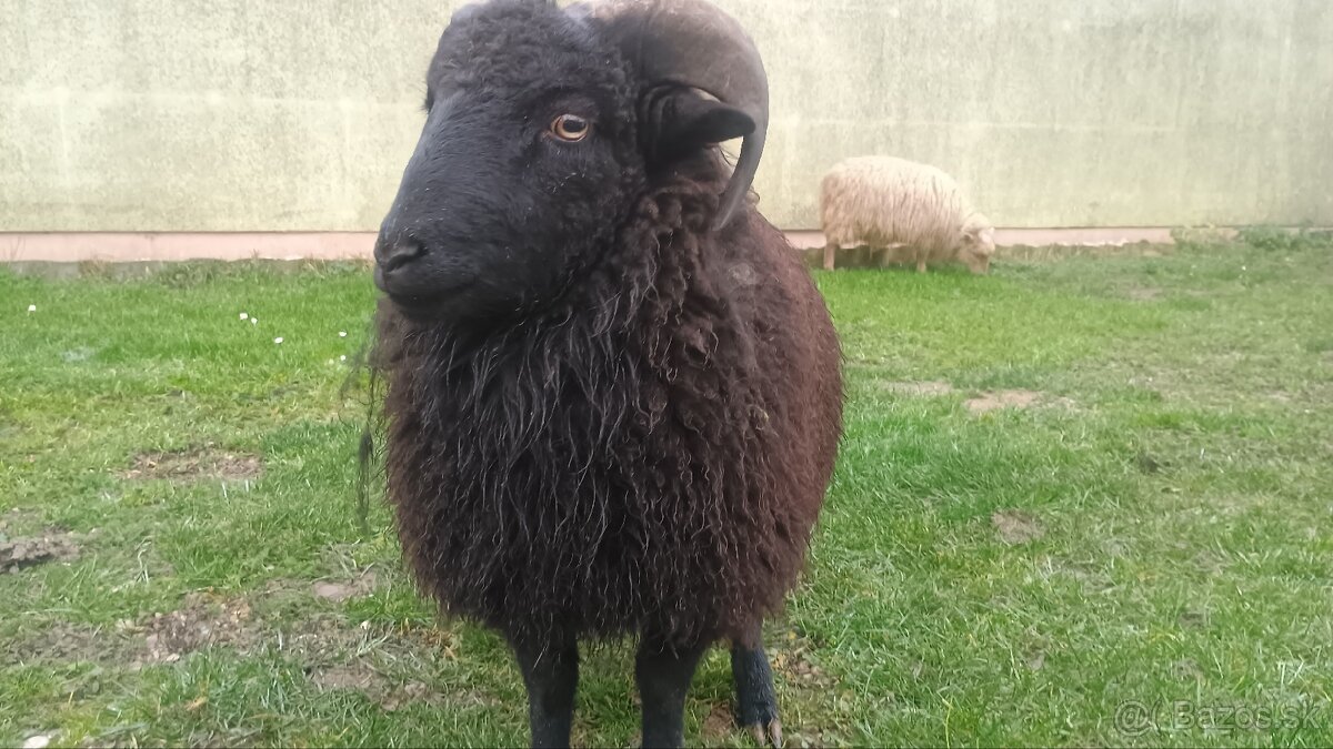 Quessant miniovečky - 3