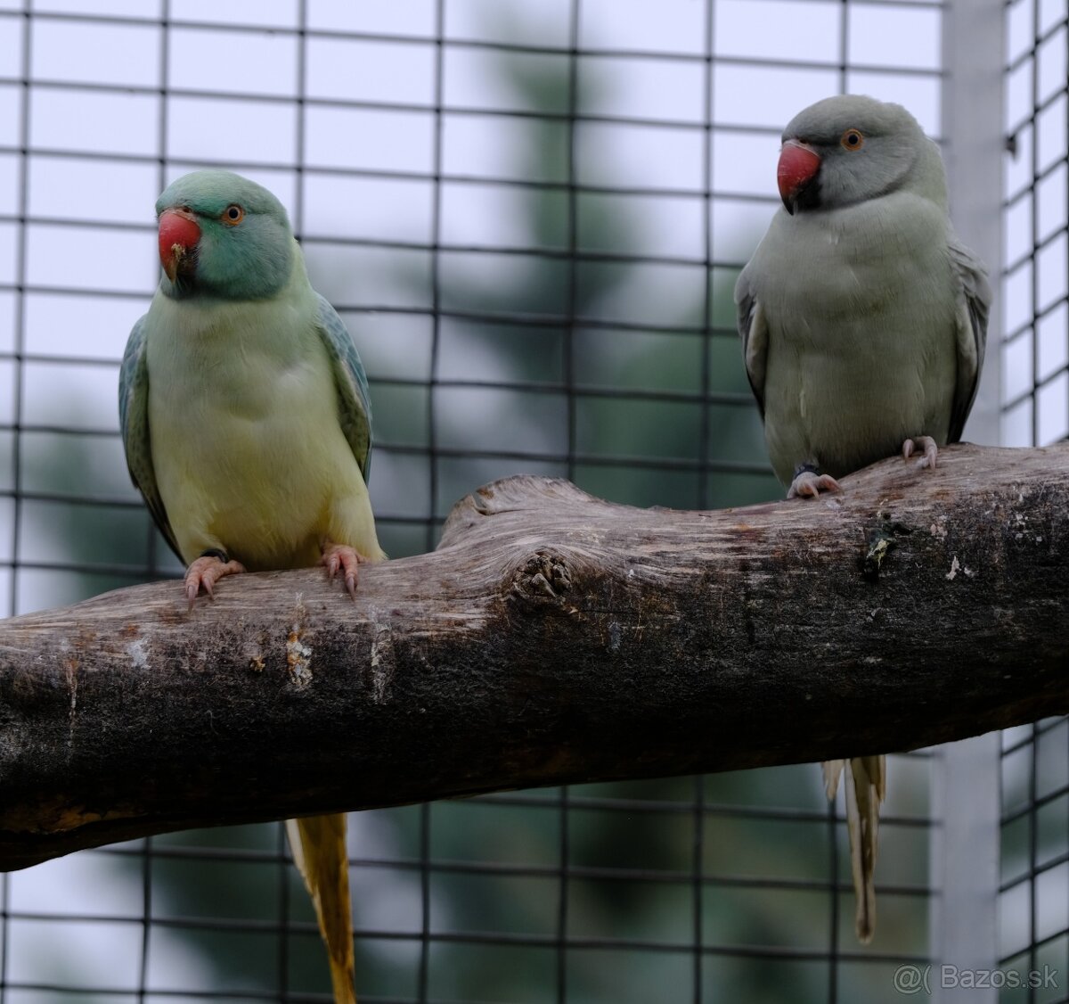 Alexander malý aqua opalin ct - 3