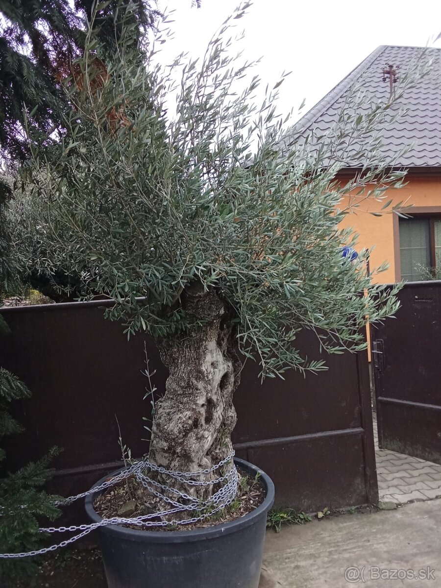 Predám olivovník Bonsai- hrubý kmeň - 3