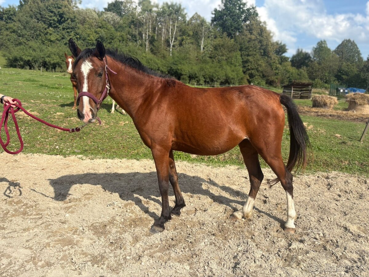 4 rocna pony kobyla - 3