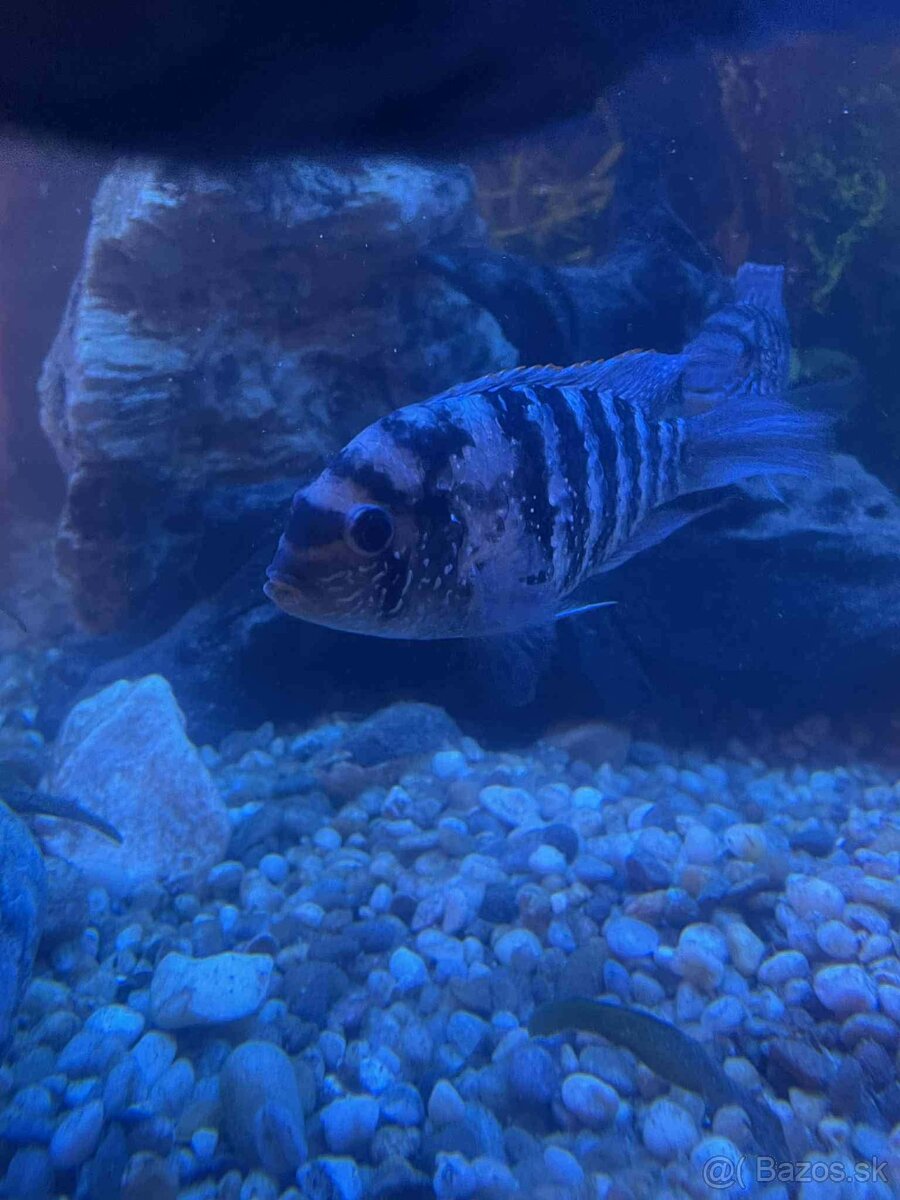 Africké cichlidy - 3