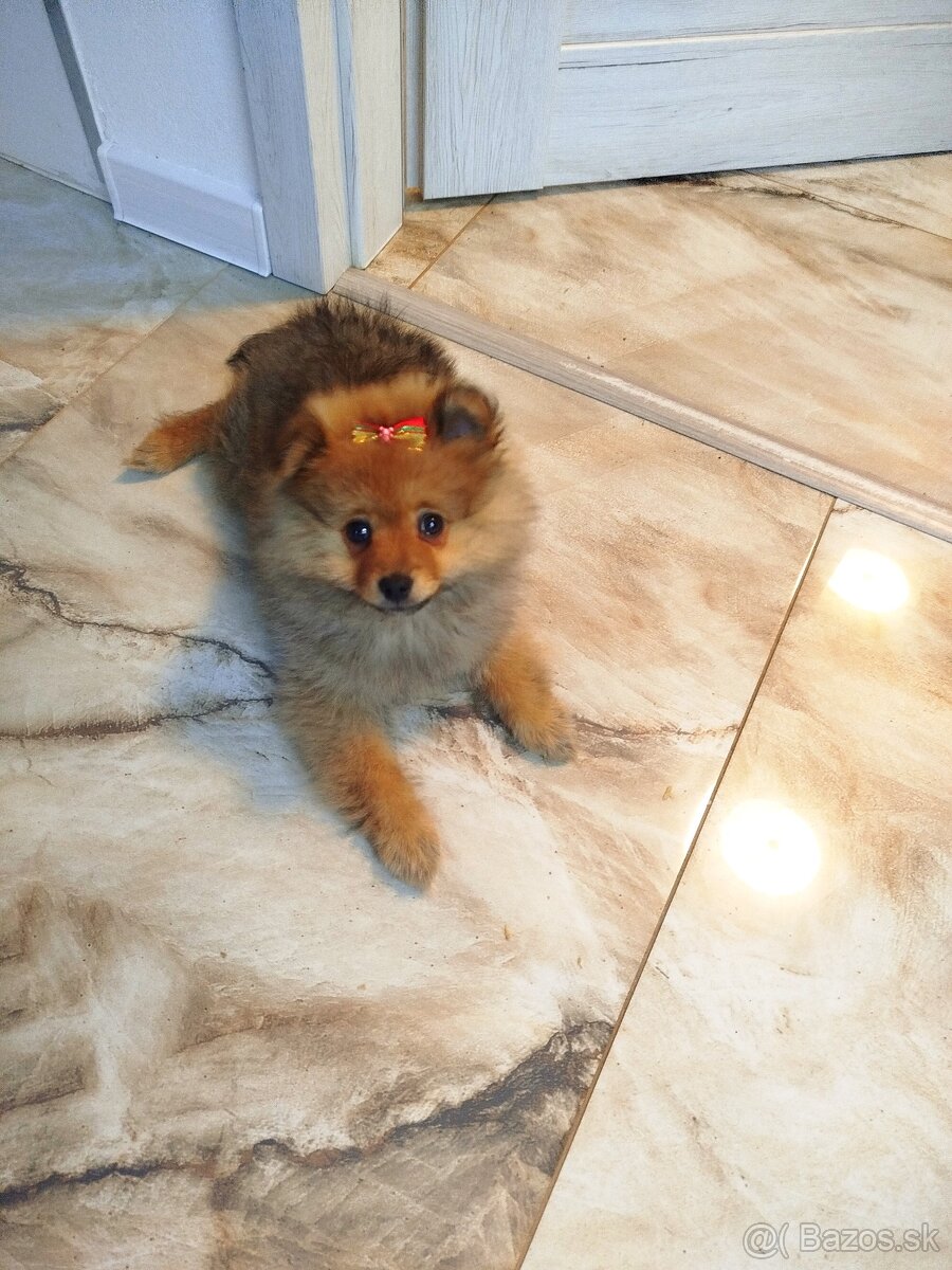 Predám pomeranian - 3