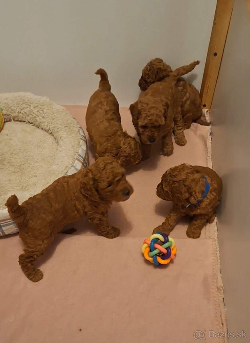 Pudlik pudel trpasličí-stredný fenky - 3