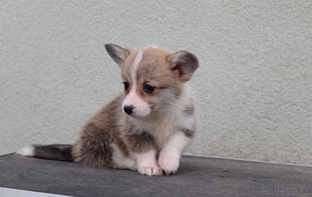 Welsh Corgi Pembroke s PP - 3