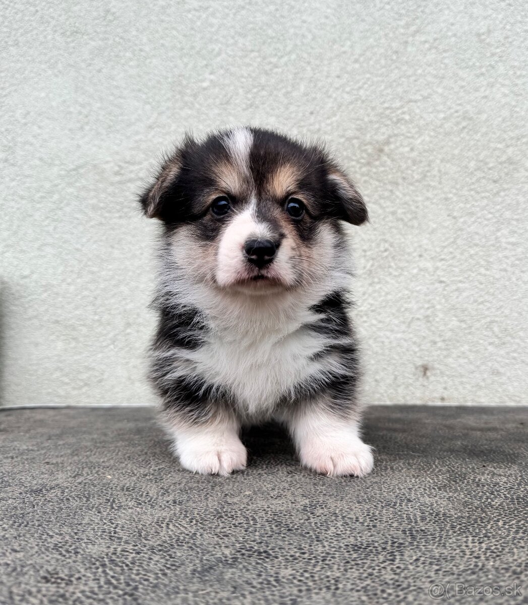 Welsh Corgi Pembroke s PP - 3