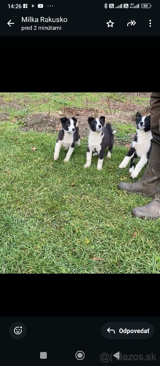 Karelsky Medvedí Pes - 3