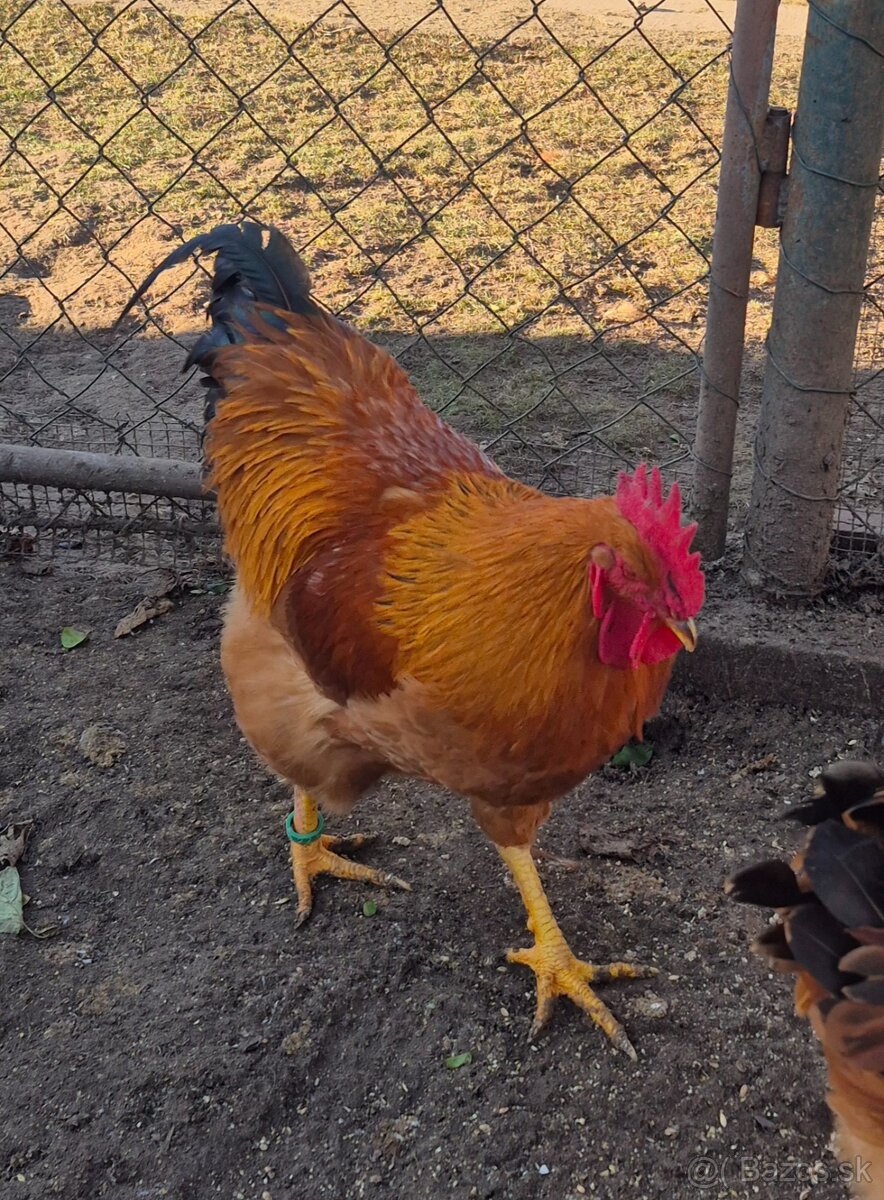 Hempšír na predaj - 3