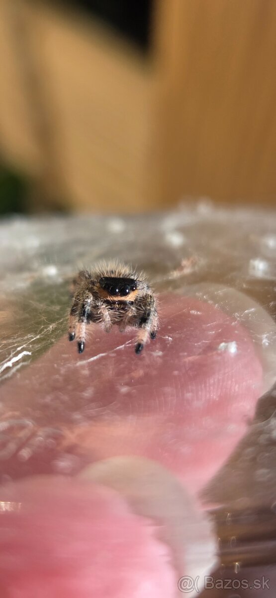 Skákavky Phidippus regius - 3