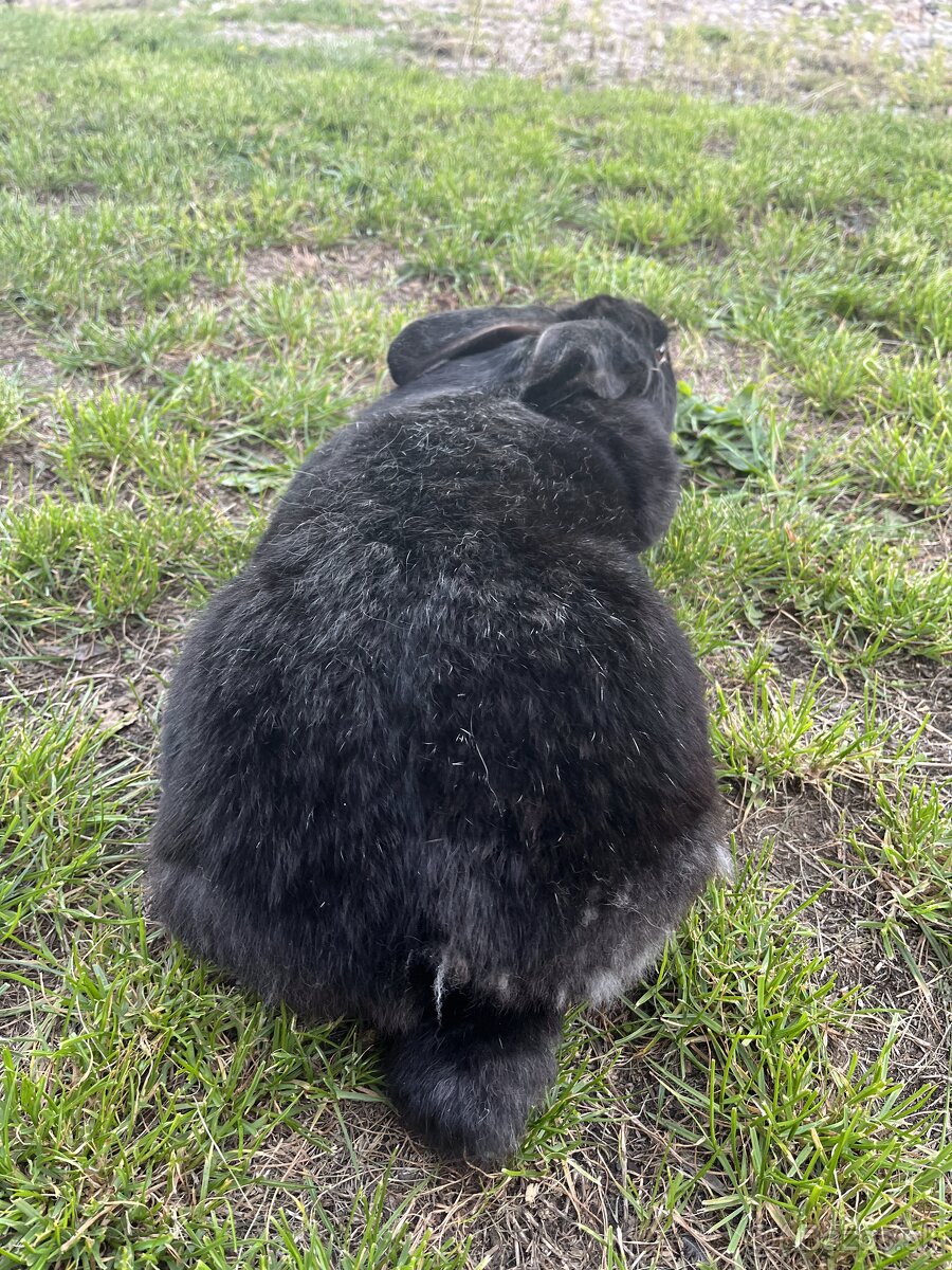 Nemecký obrovitý strakač - 3