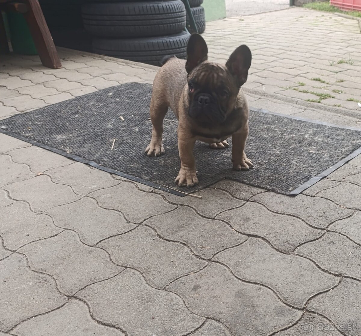 Francuzsky buldoček - 3