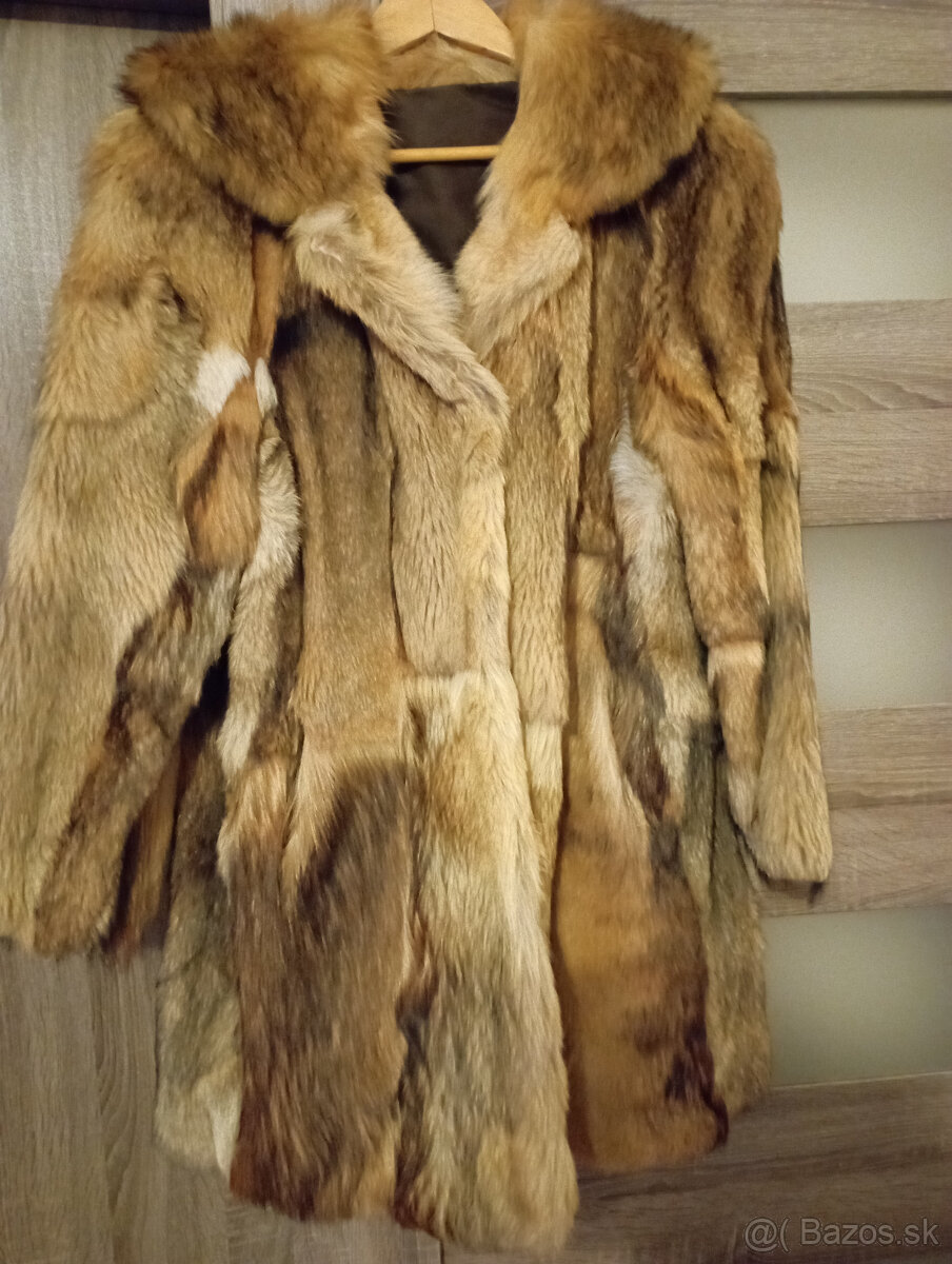 Pravy kozuch - korejsky pes - 3