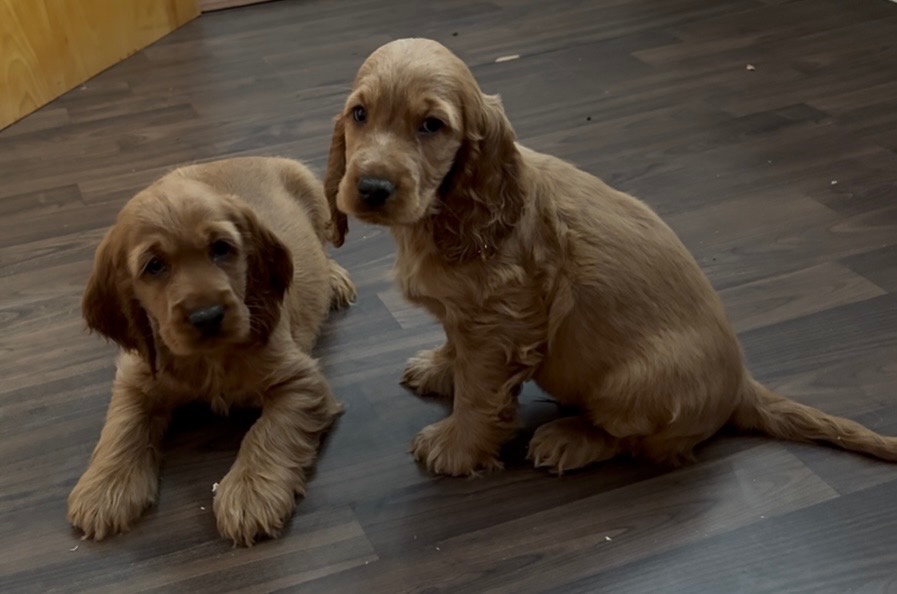 Anglický kokeršpaniel - 3