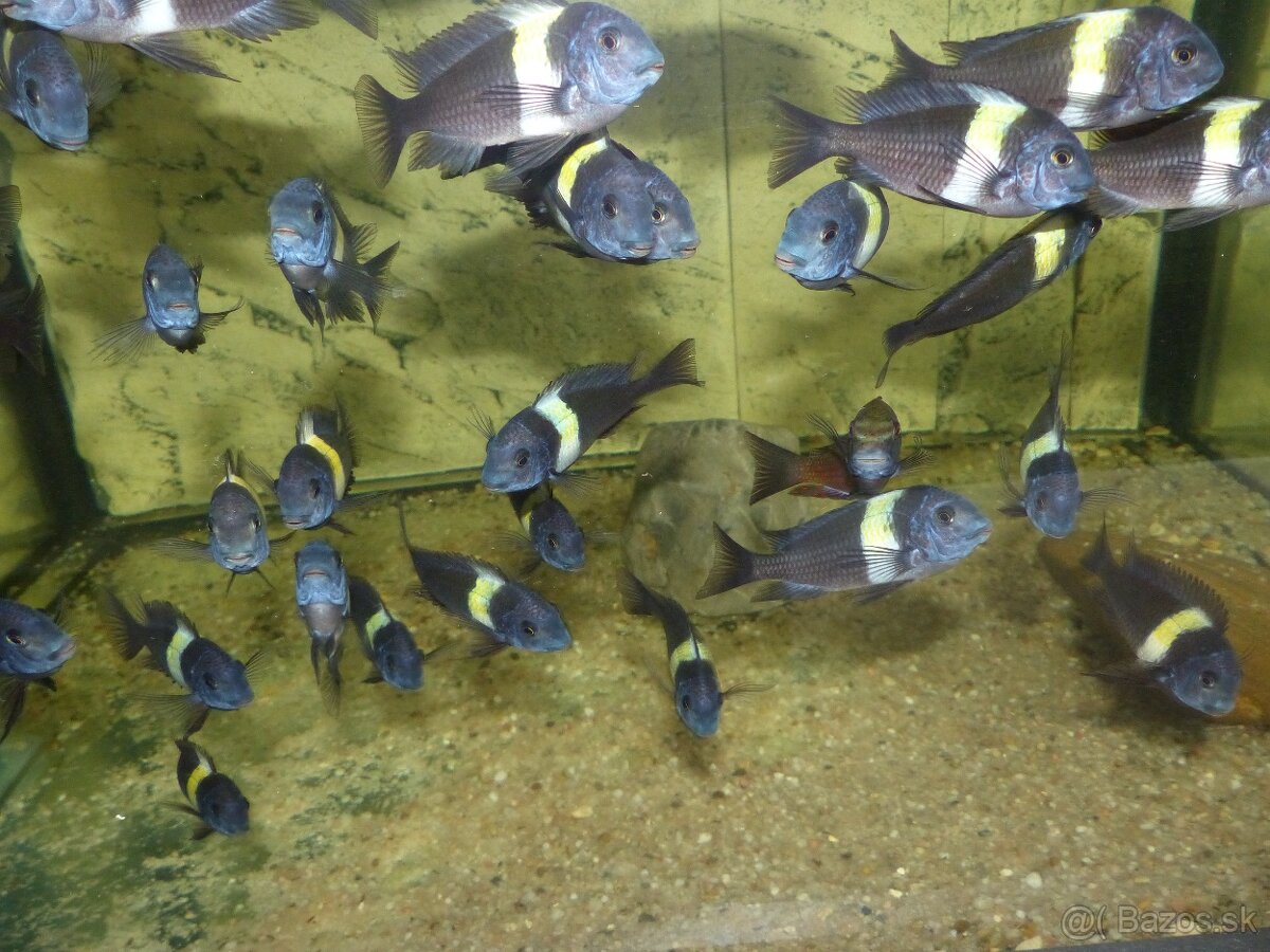 Tropheus duboisi MASWA - 3