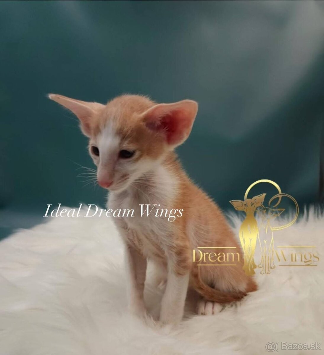 Orientálne mačiatka s PP - 3