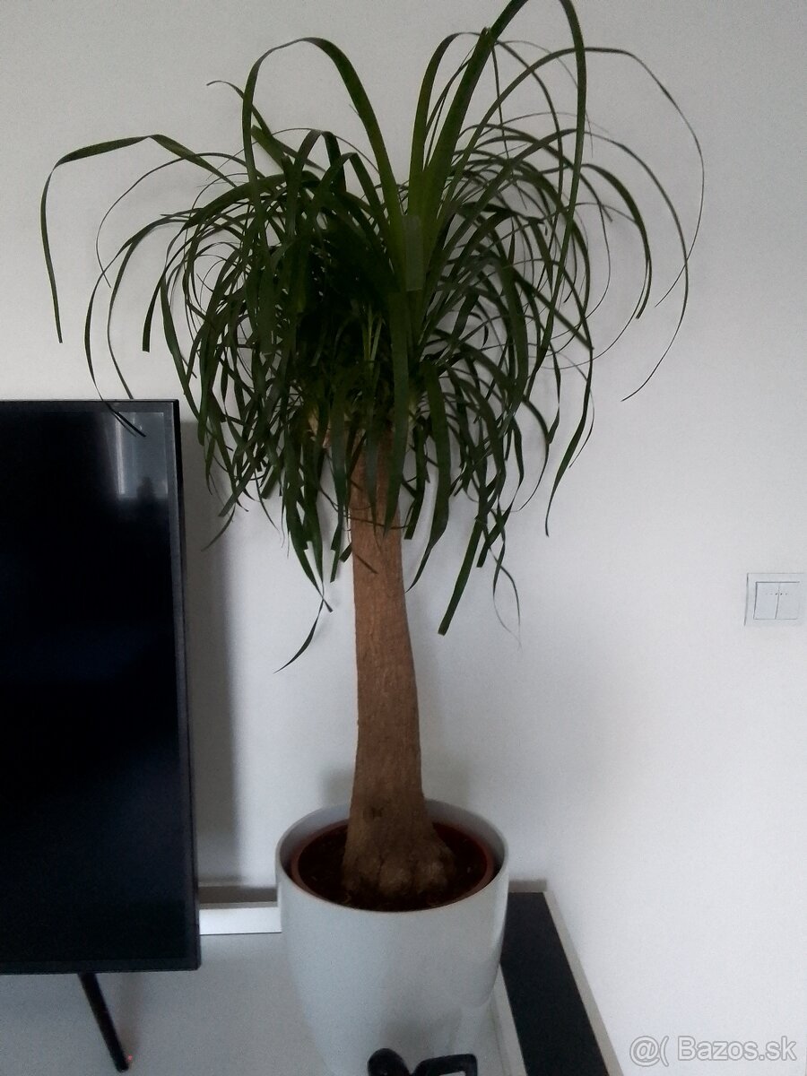 Slonia noha bananovnik kavovnik zamiokulkas a ine - 3