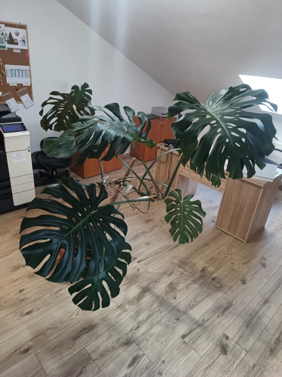 Monstera - 3