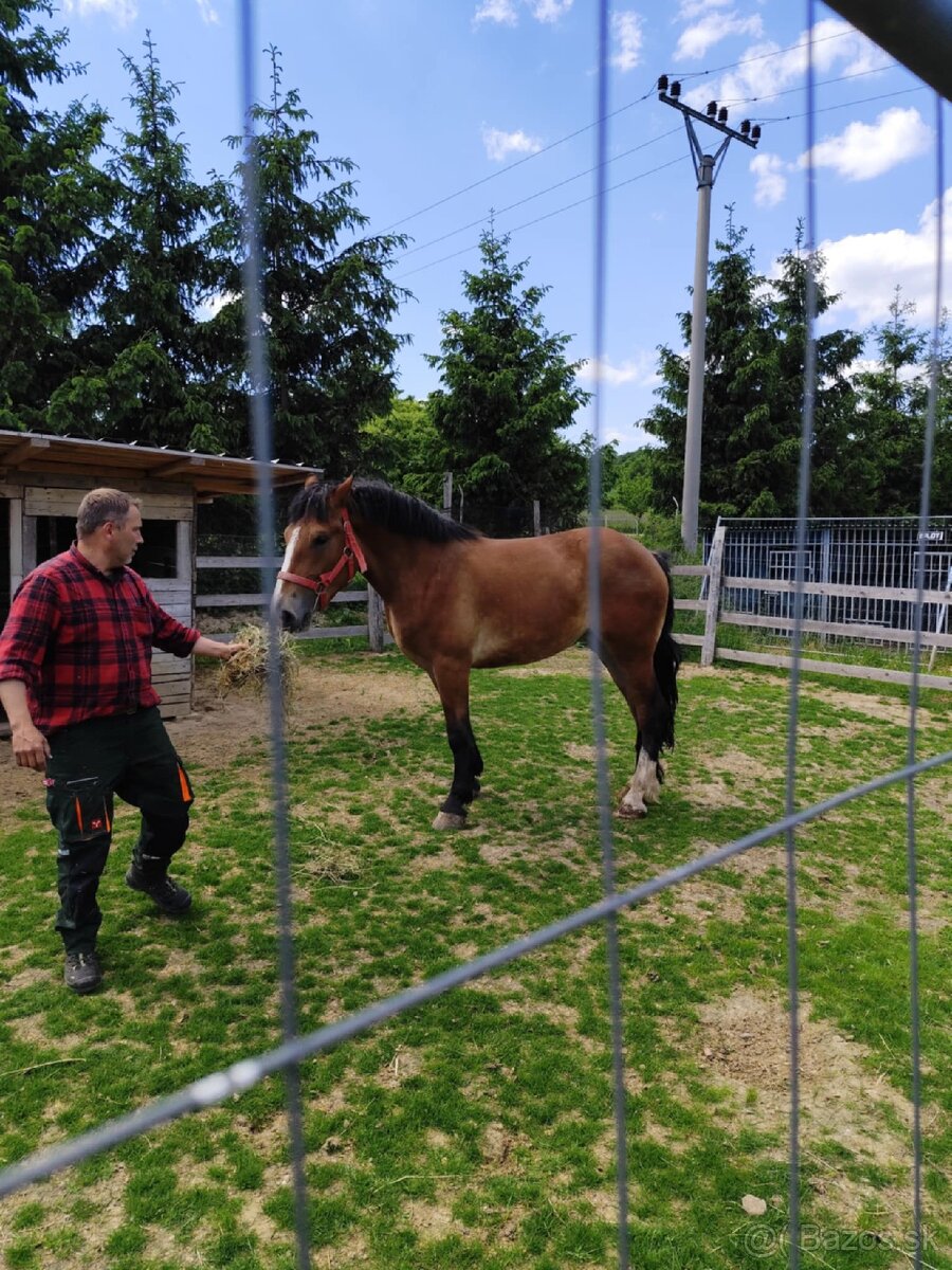 Na predaj ťazna kobyla - 3
