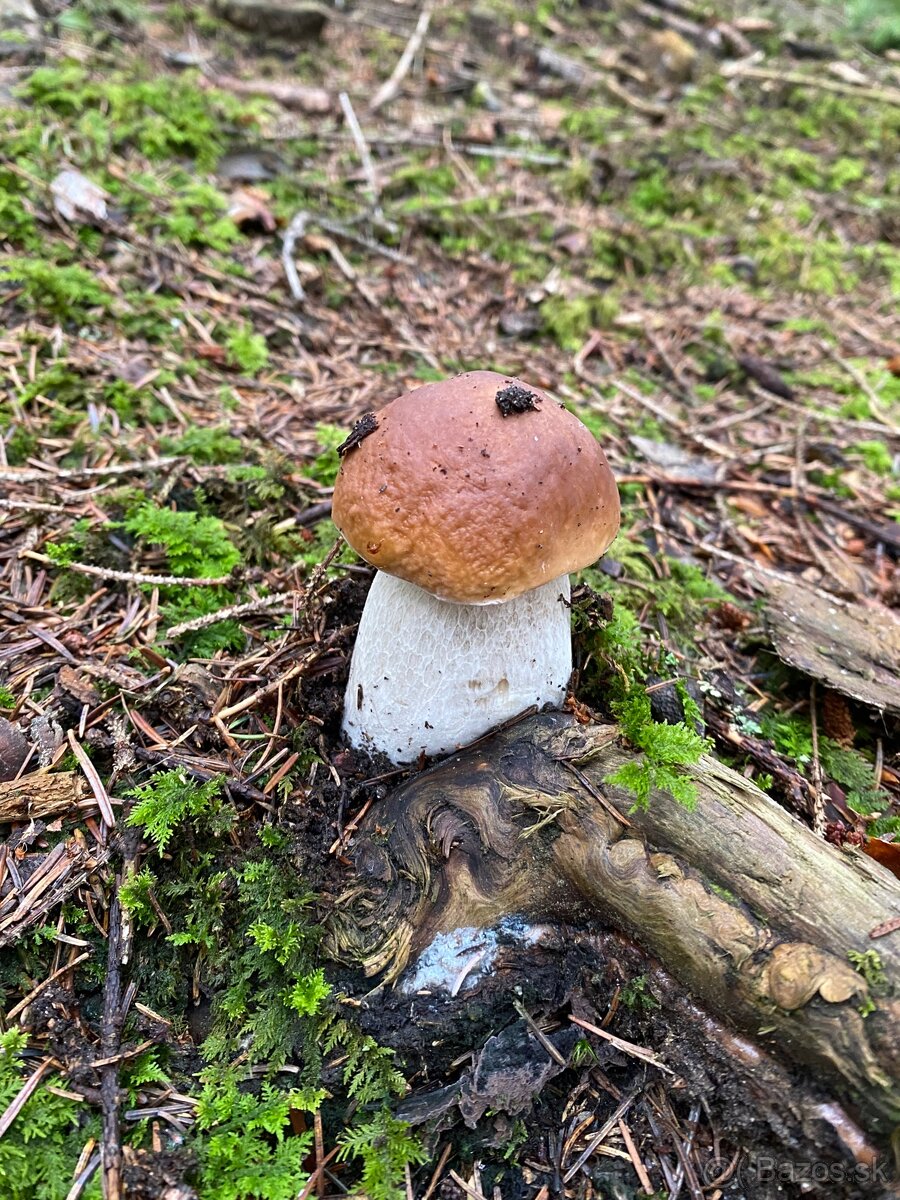 Sušené hríby 0,5 l - 3