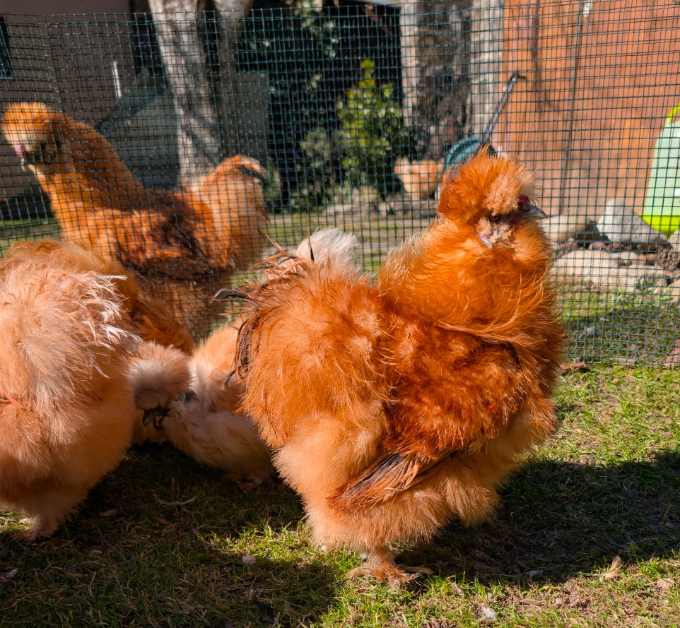 Frizzle Kohútik hodvabnicky USA - 3