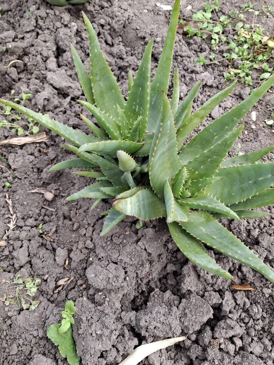 Aloe vera - 3