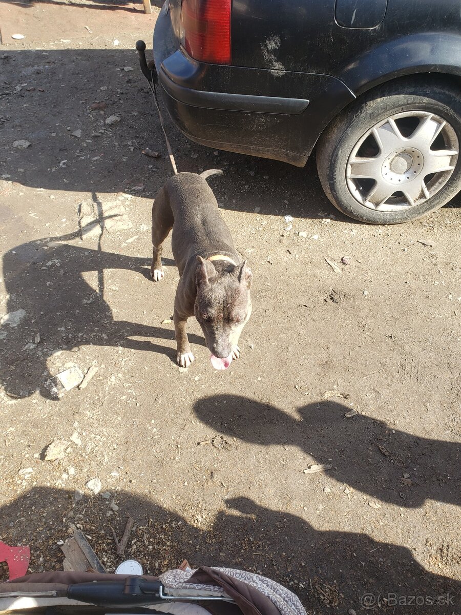 Predam americki Stafford terjer - 3