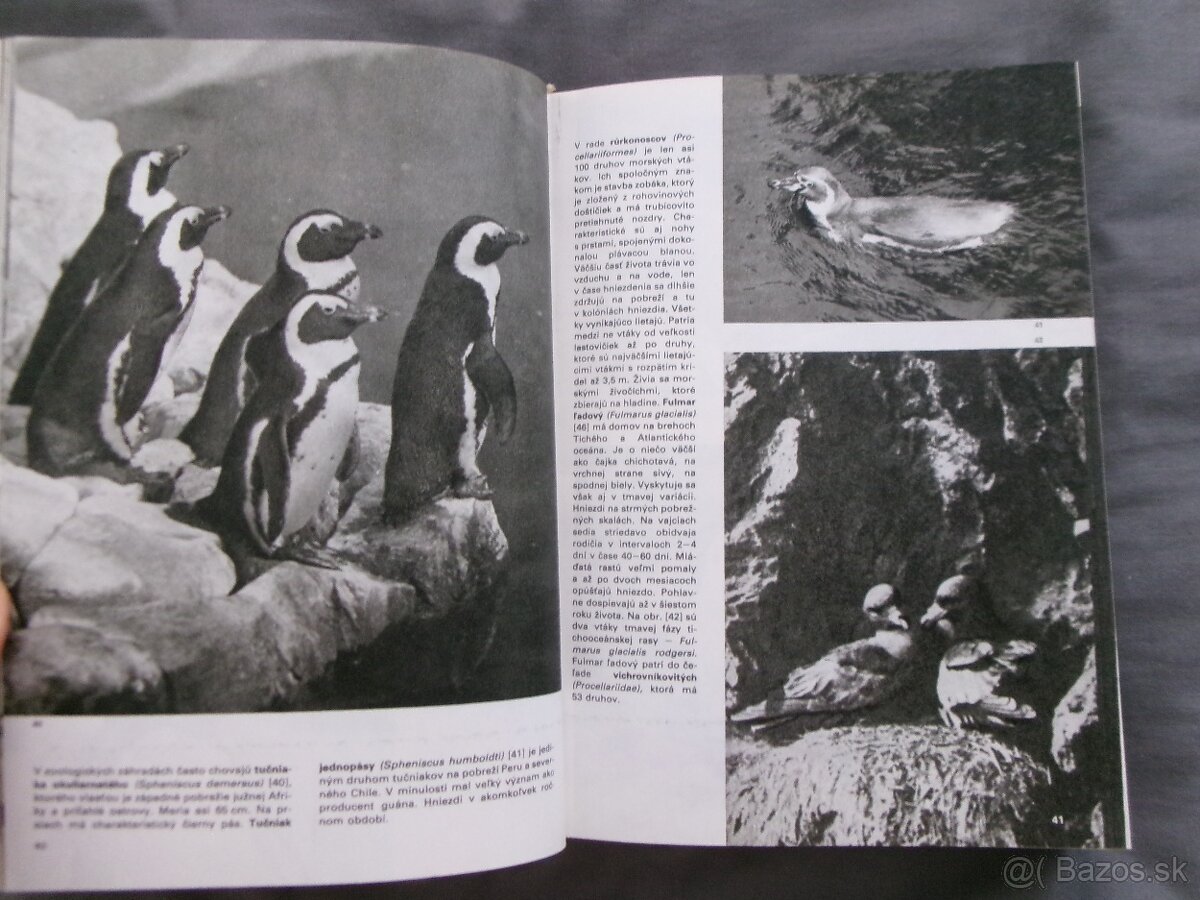 Veľký obrazový atlas vtákov - Jan Hanzák. - 3