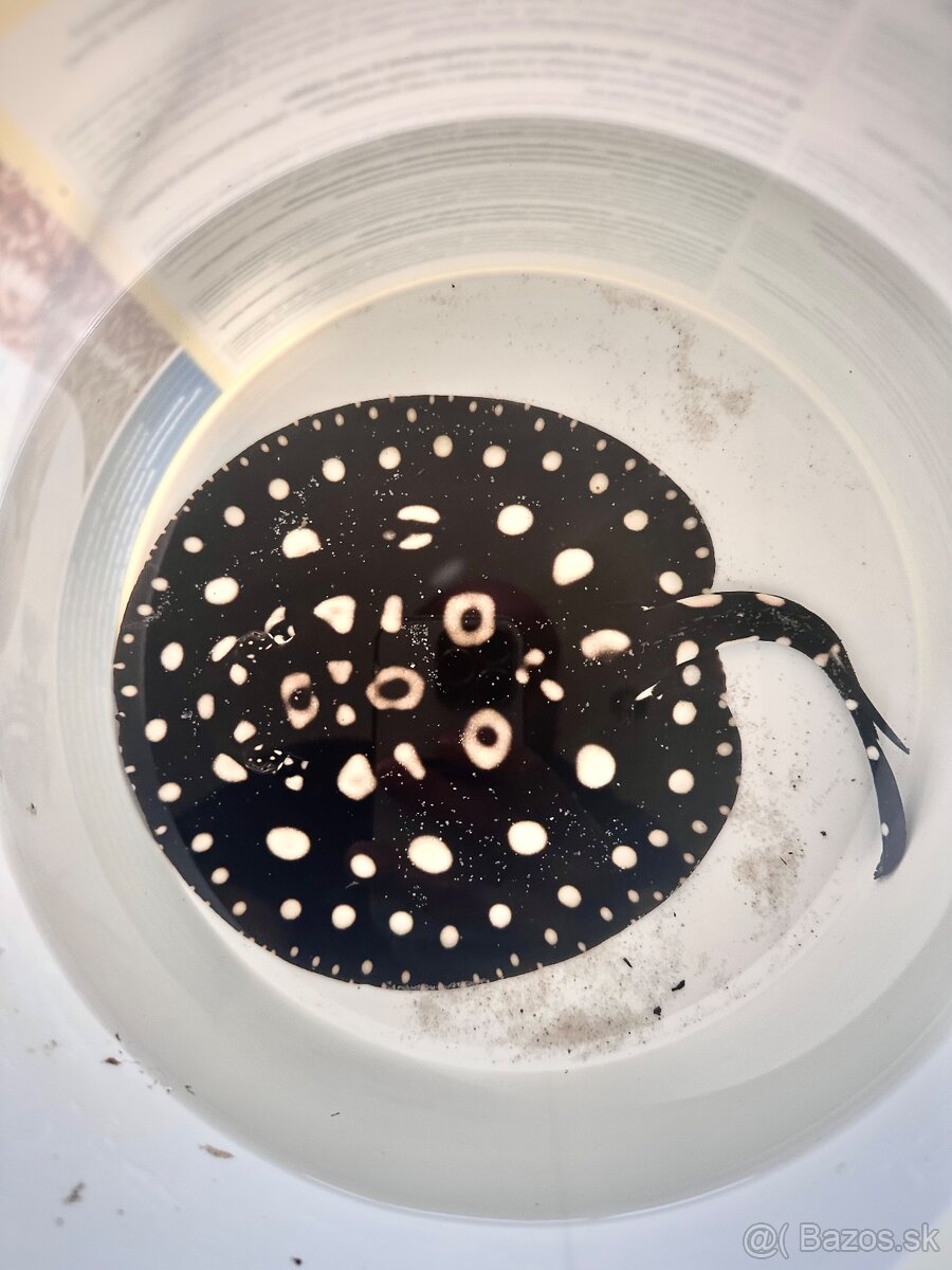 Potamotrygon Black Diamond - 3