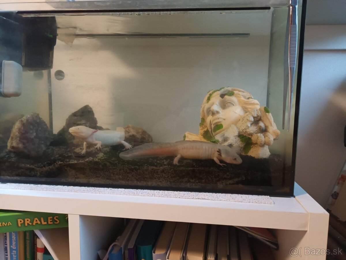 Axolotl mexický - 3