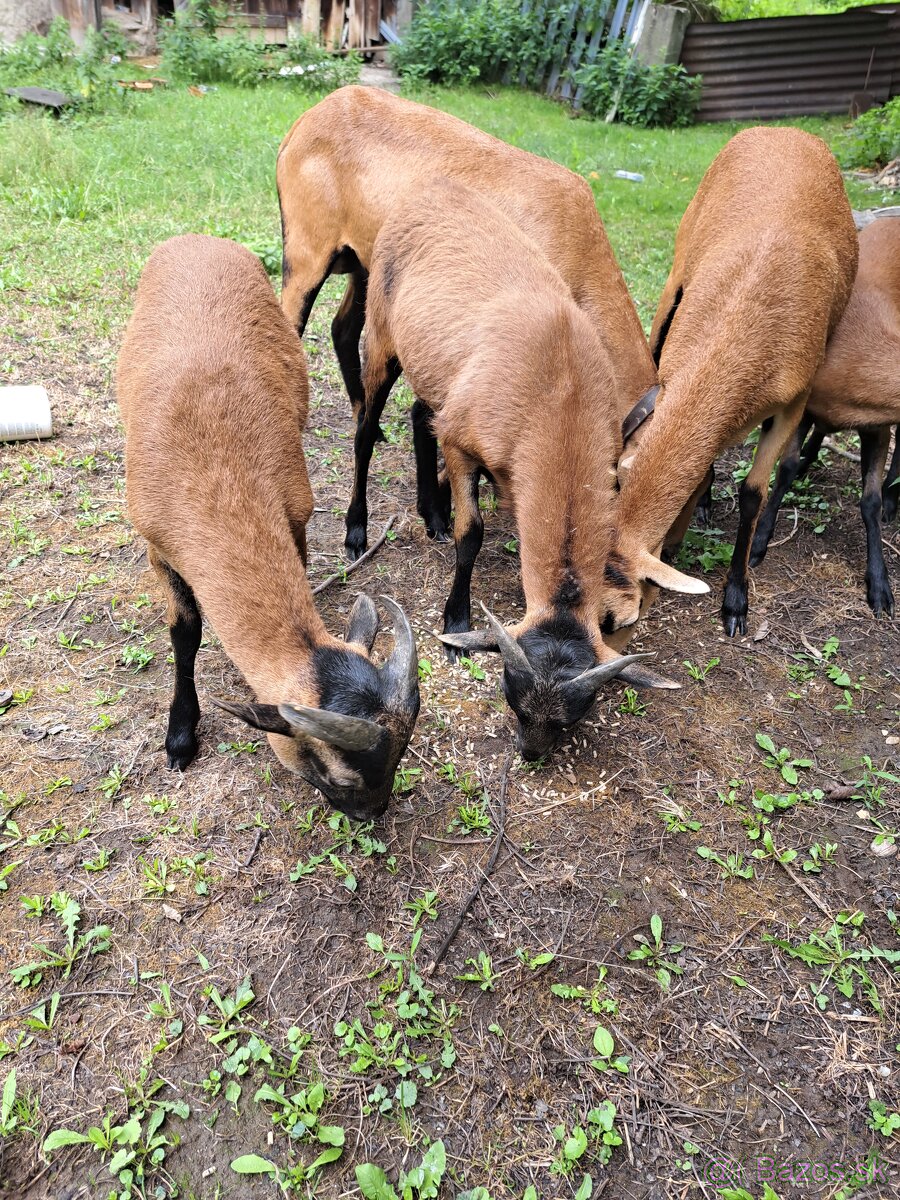 Kamerunské ovce - 3