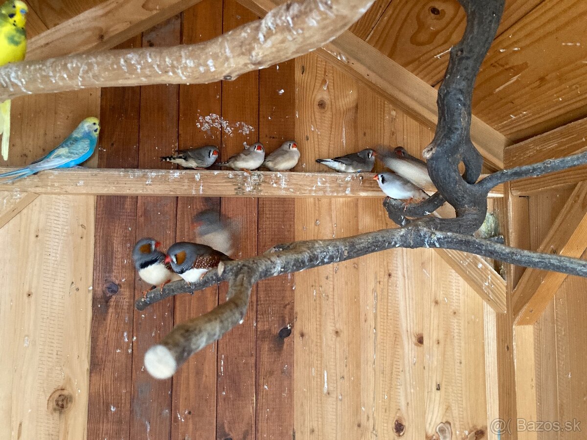 Výstavné zebričky a andulka - 3