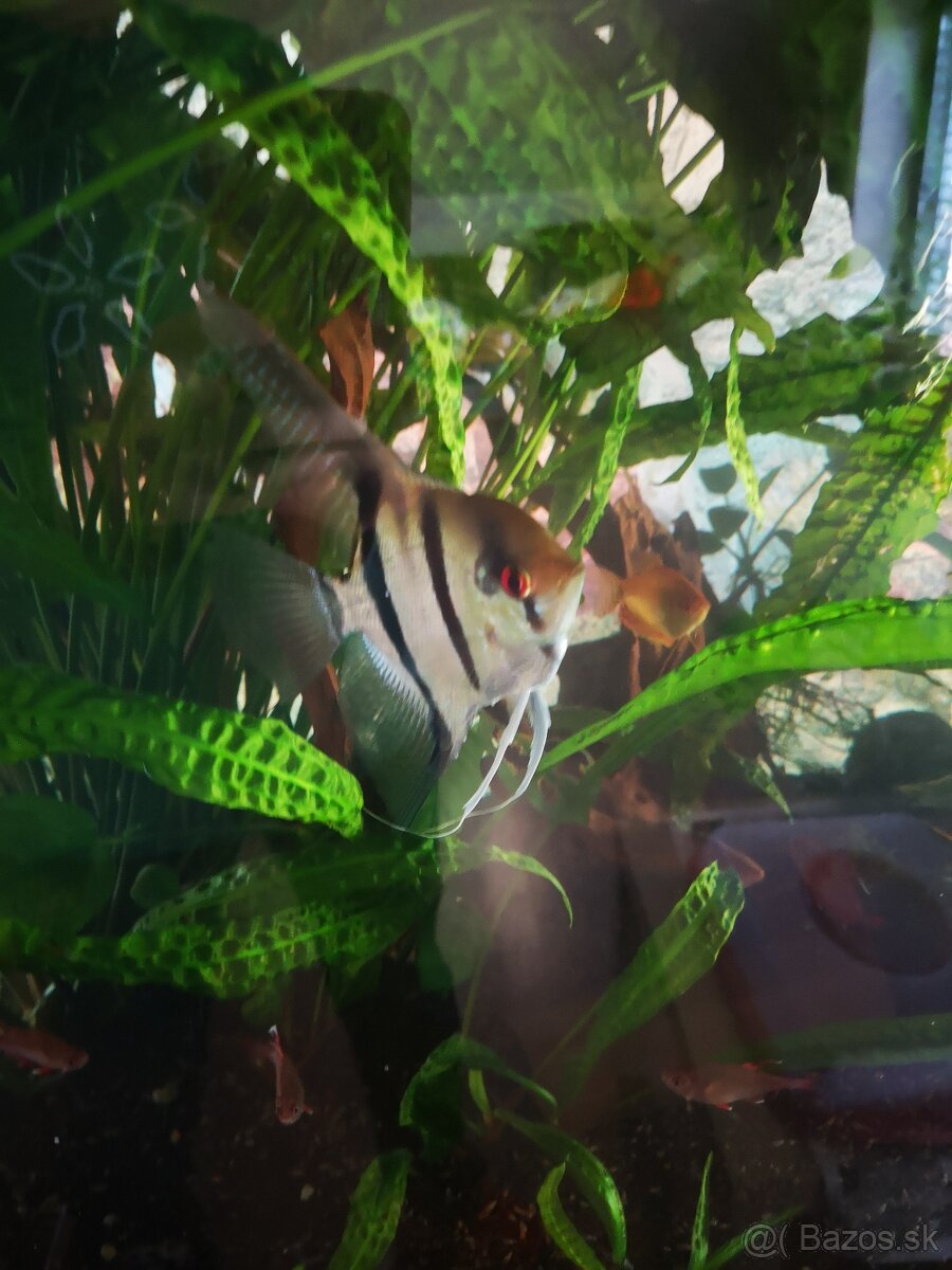 Predám akvárium juwel 200 - 3