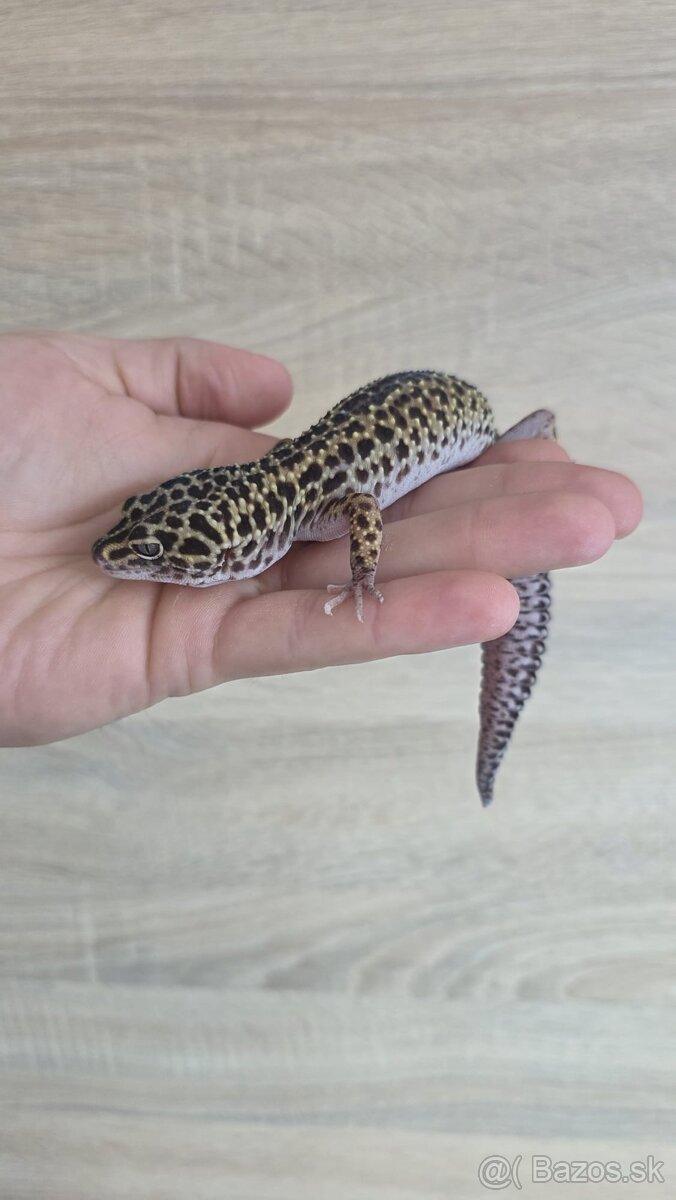Gekončík nočný (Eublepharis macularius) - 3